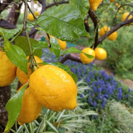 Olive Lemon Biophilic House & Lush Forest Garden Вамос Екстериор снимка