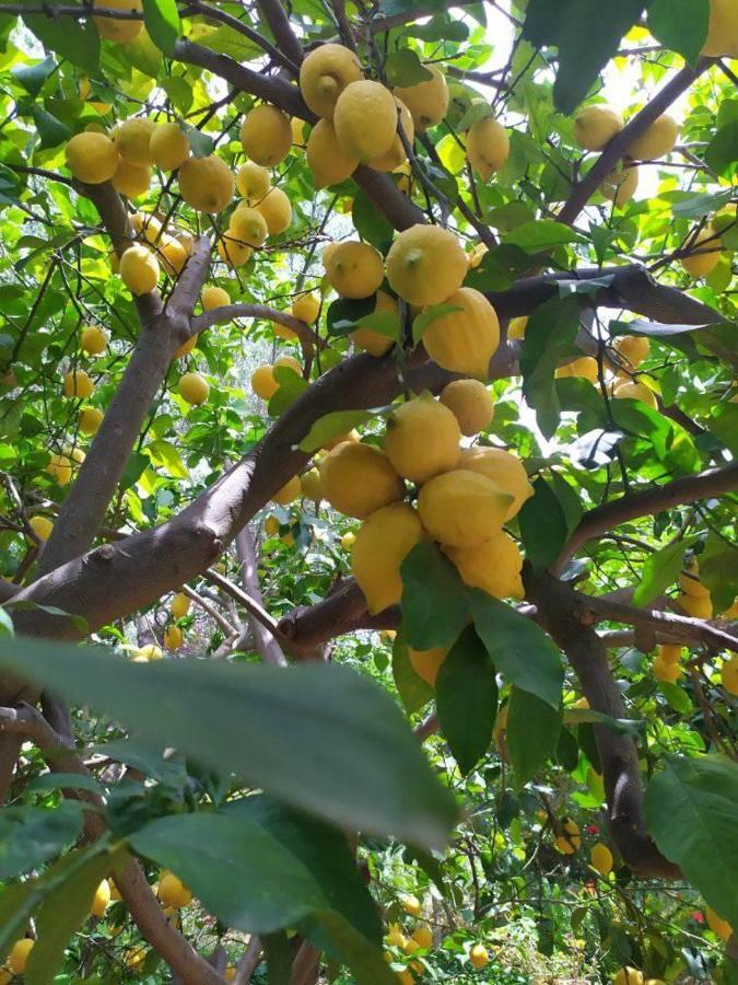 Olive Lemon Biophilic House & Lush Forest Garden Вамос Екстериор снимка