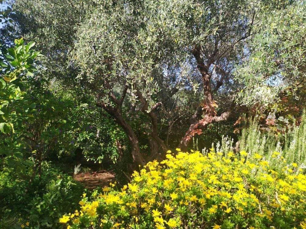 Olive Lemon Biophilic House & Lush Forest Garden Вамос Екстериор снимка