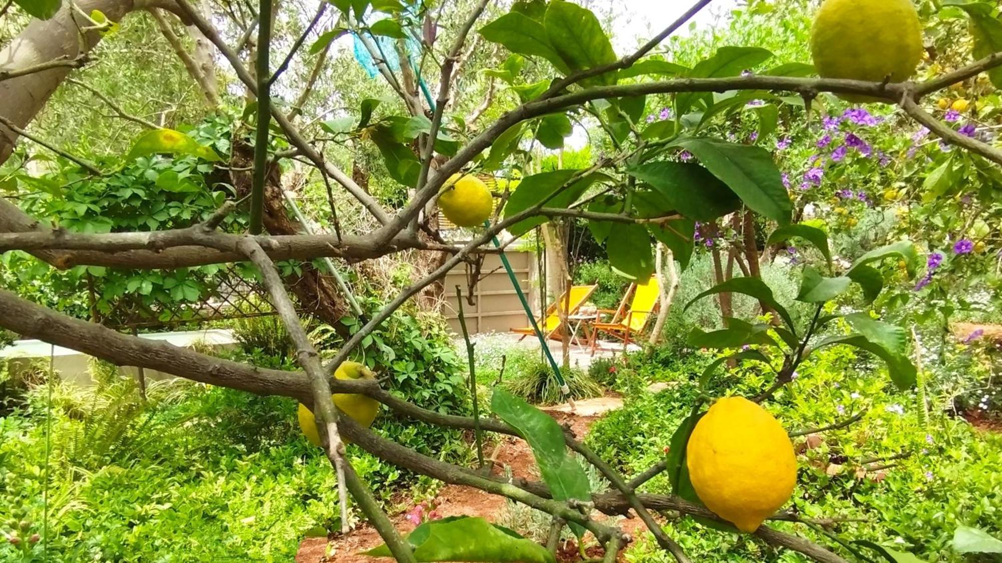 Olive Lemon Biophilic House & Lush Forest Garden Вамос Стая снимка