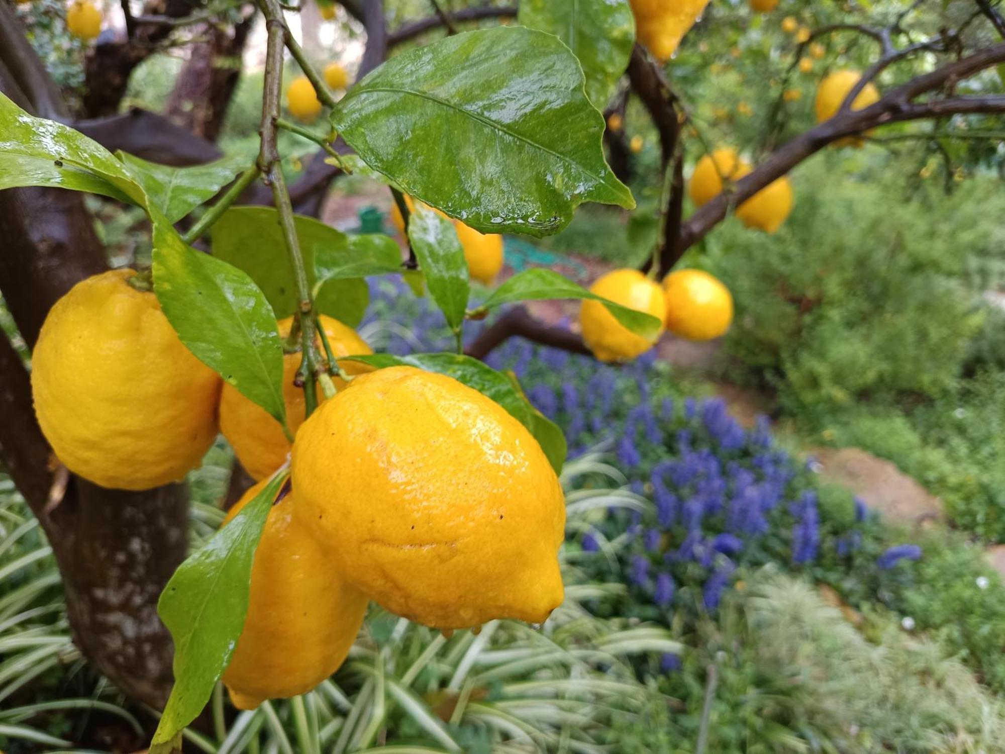 Olive Lemon Biophilic House & Lush Forest Garden Вамос Екстериор снимка